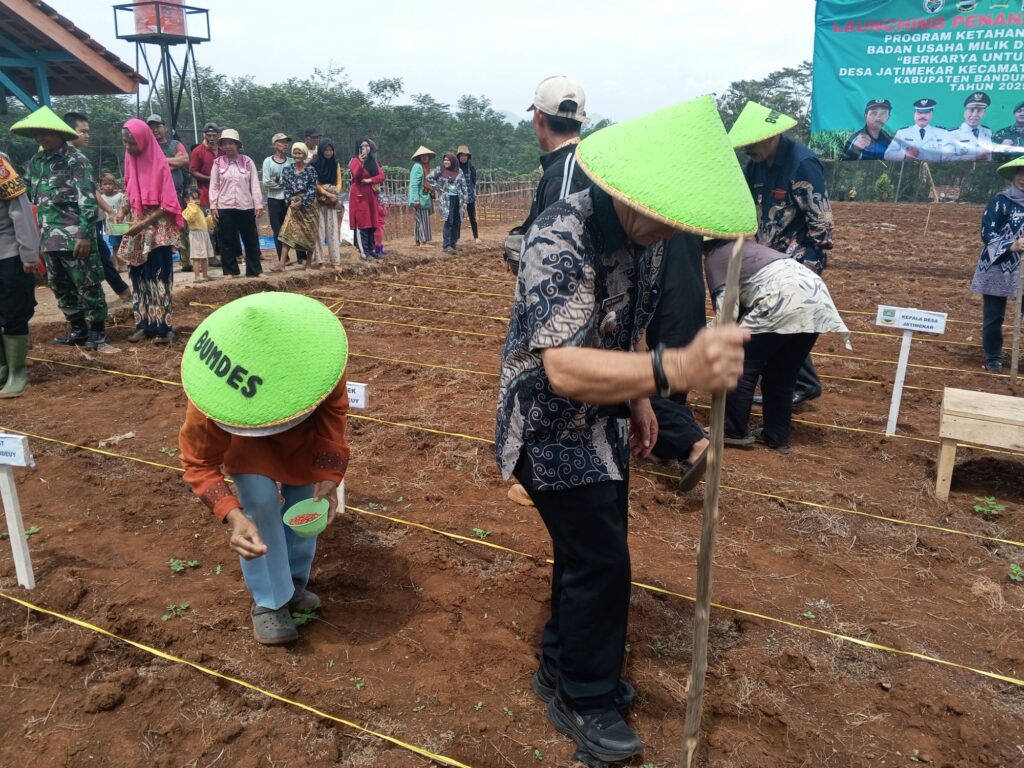 "Ketahanan Lokal Camat cipeundey Dan Kapolsek Cipeundey Apresiasi desa jatimekar dengan menanam jagung hibrida lima hektar img 20251002 101157 332546285833840045355.jpg