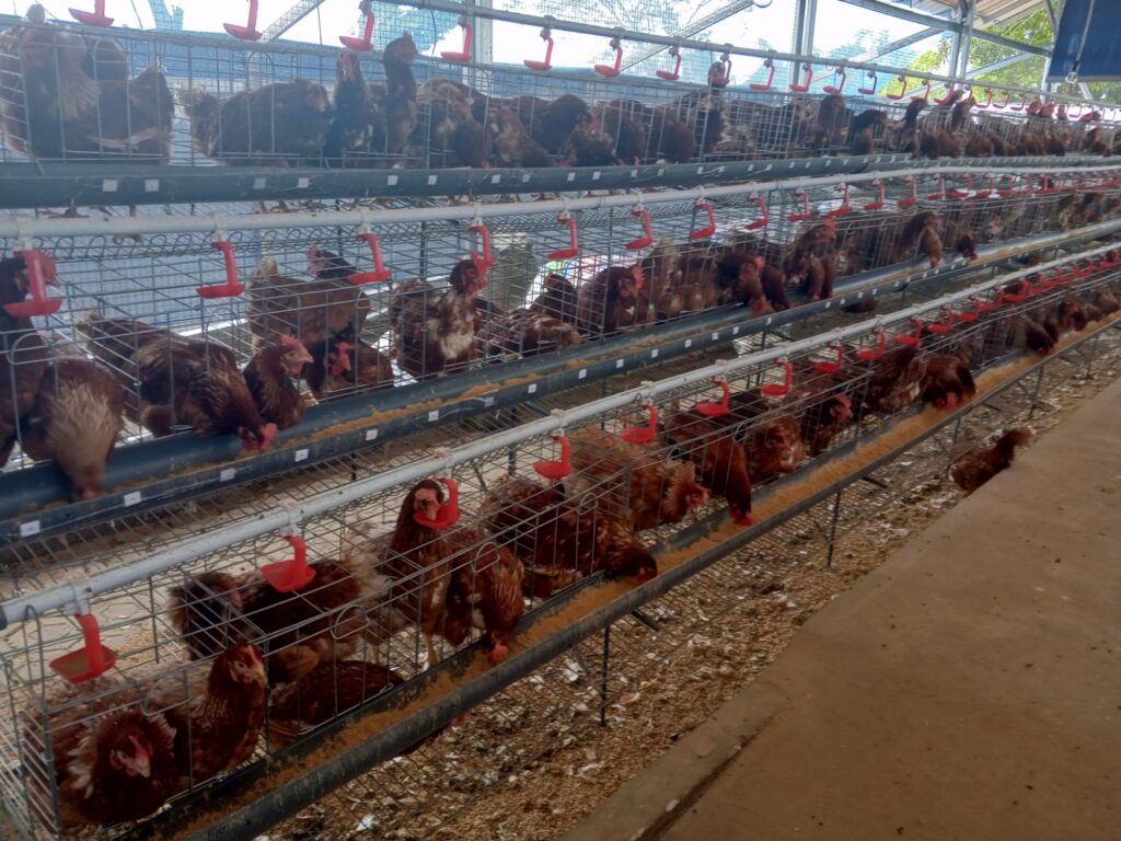 img 20251124 085759 9938194946866337793522.jpg